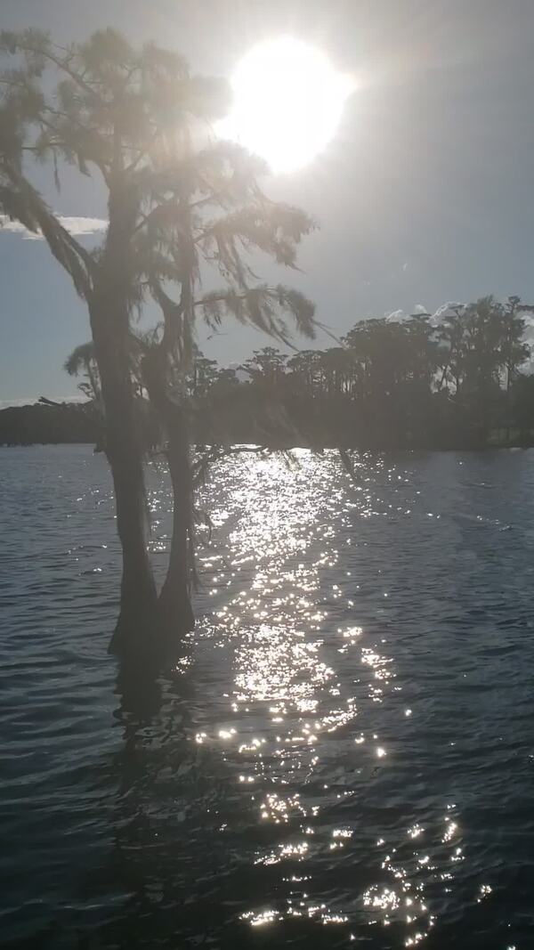 Movie: Sun behind cypress (5.6M) --Janet Martin