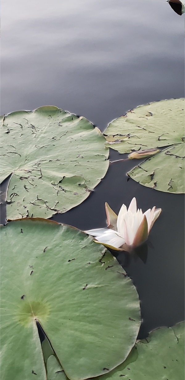 [Waterlily, Nympaea odorata --Janet Martin]