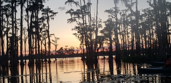 [Sundown cypress --Janet Martin]