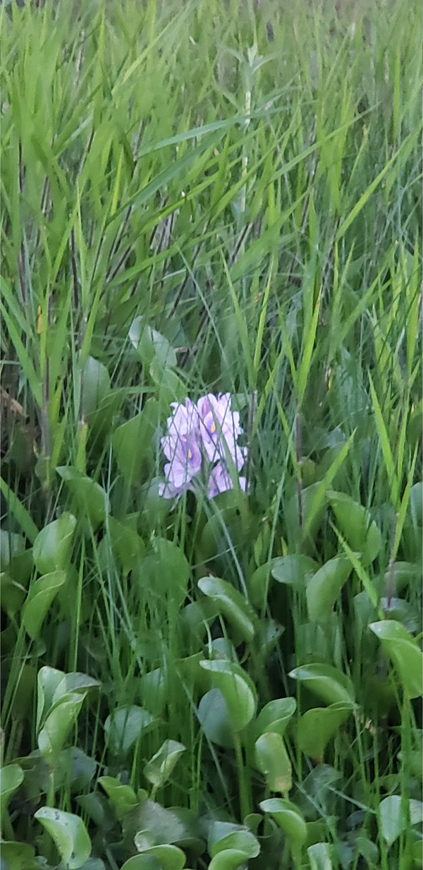 [More water hyacinth --Janet Martin]