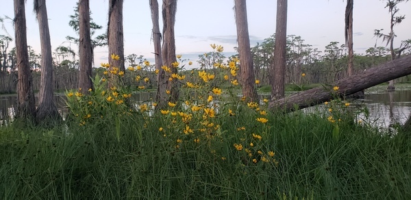 [Marsh Tickseed, Bidens trichosperma --Janet Martin]