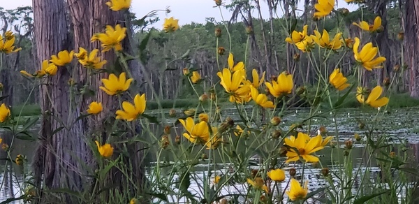 Closeup Marsh Tickseed --Janet Martin
