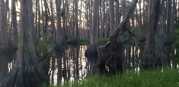 [Deep in the swamp --Janet Martin]