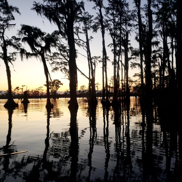 [Painted cypress --Janet Martin]