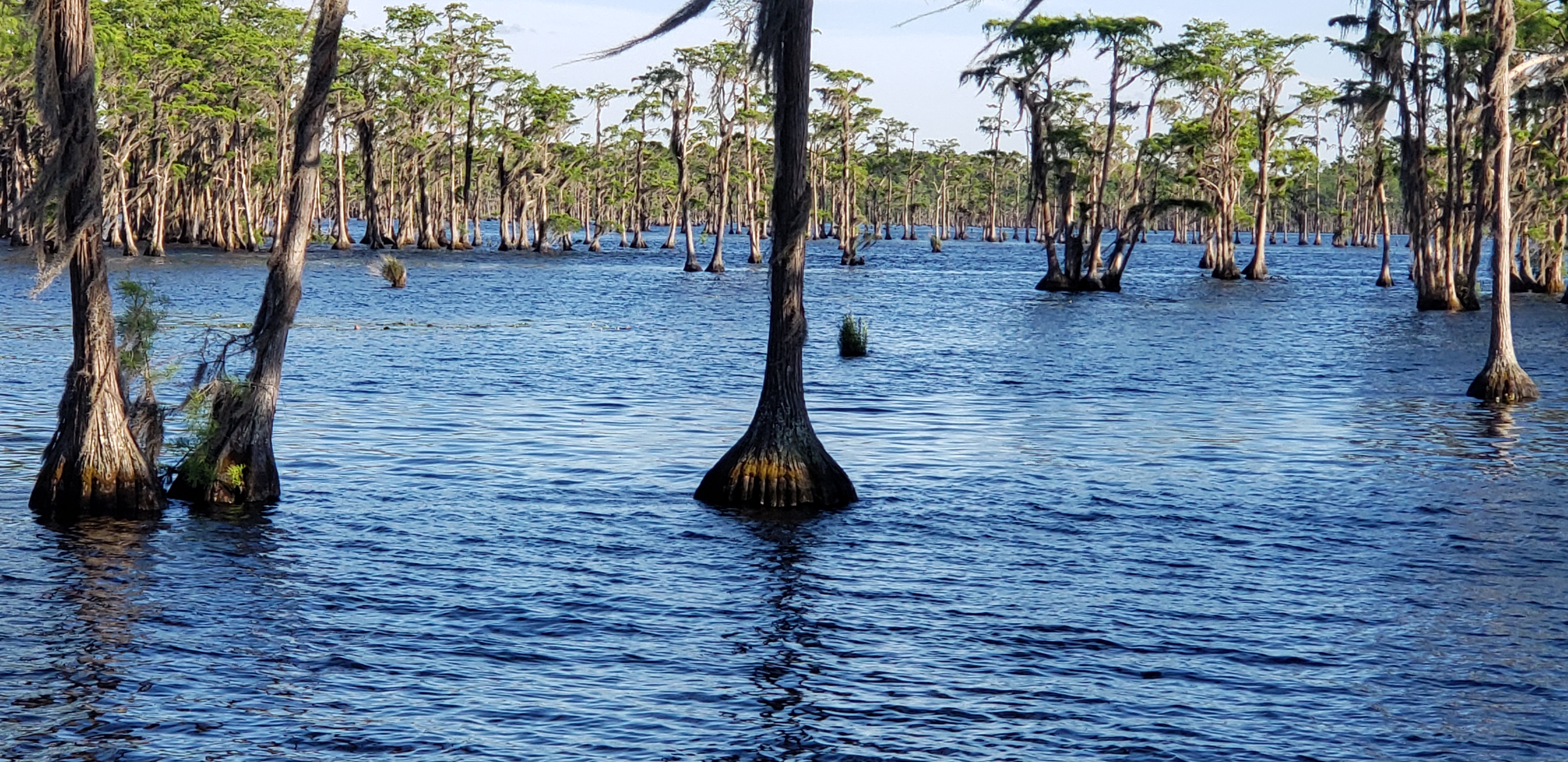 Cypress --Janet Martin