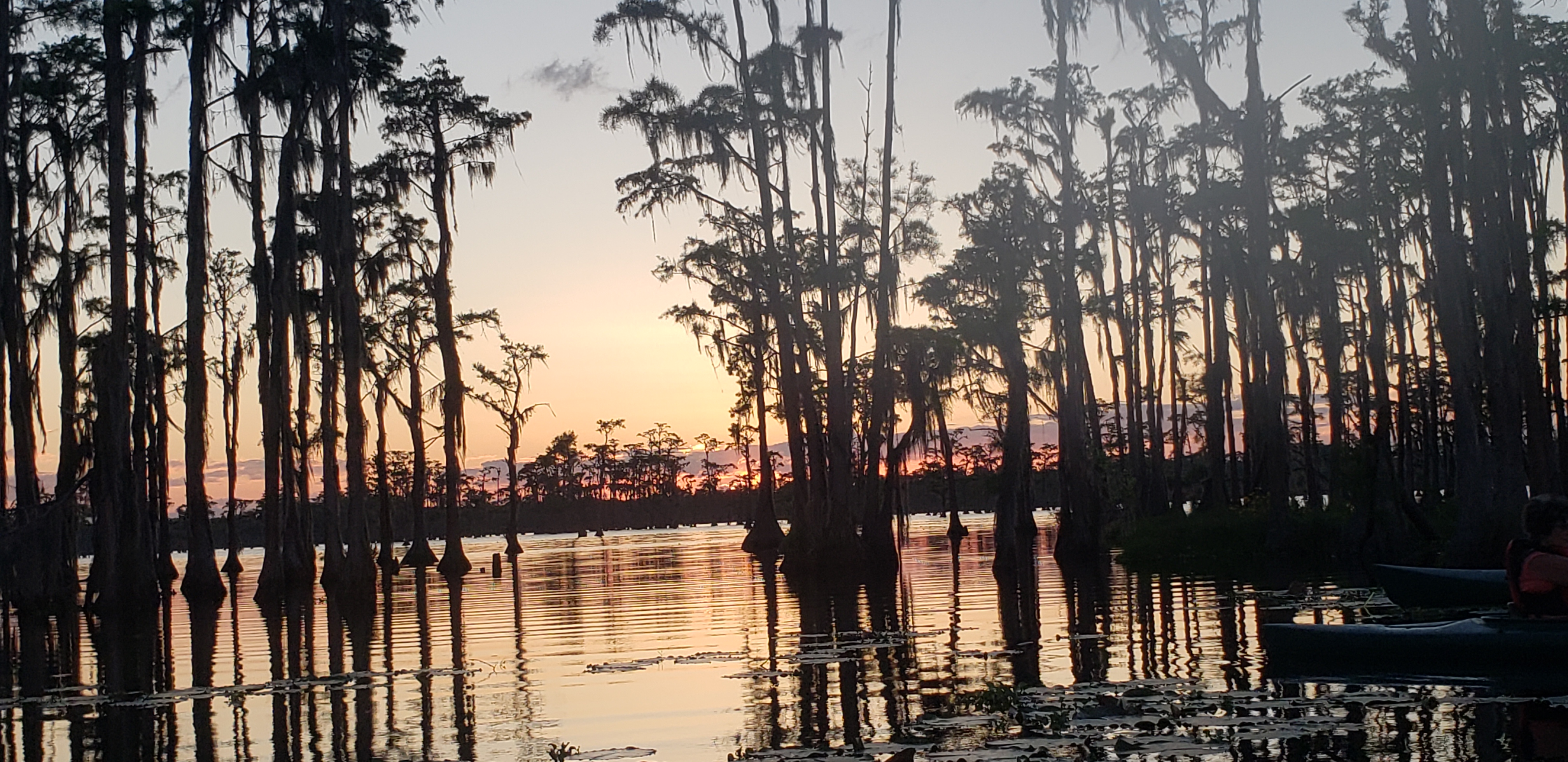 Sundown cypress --Janet Martin