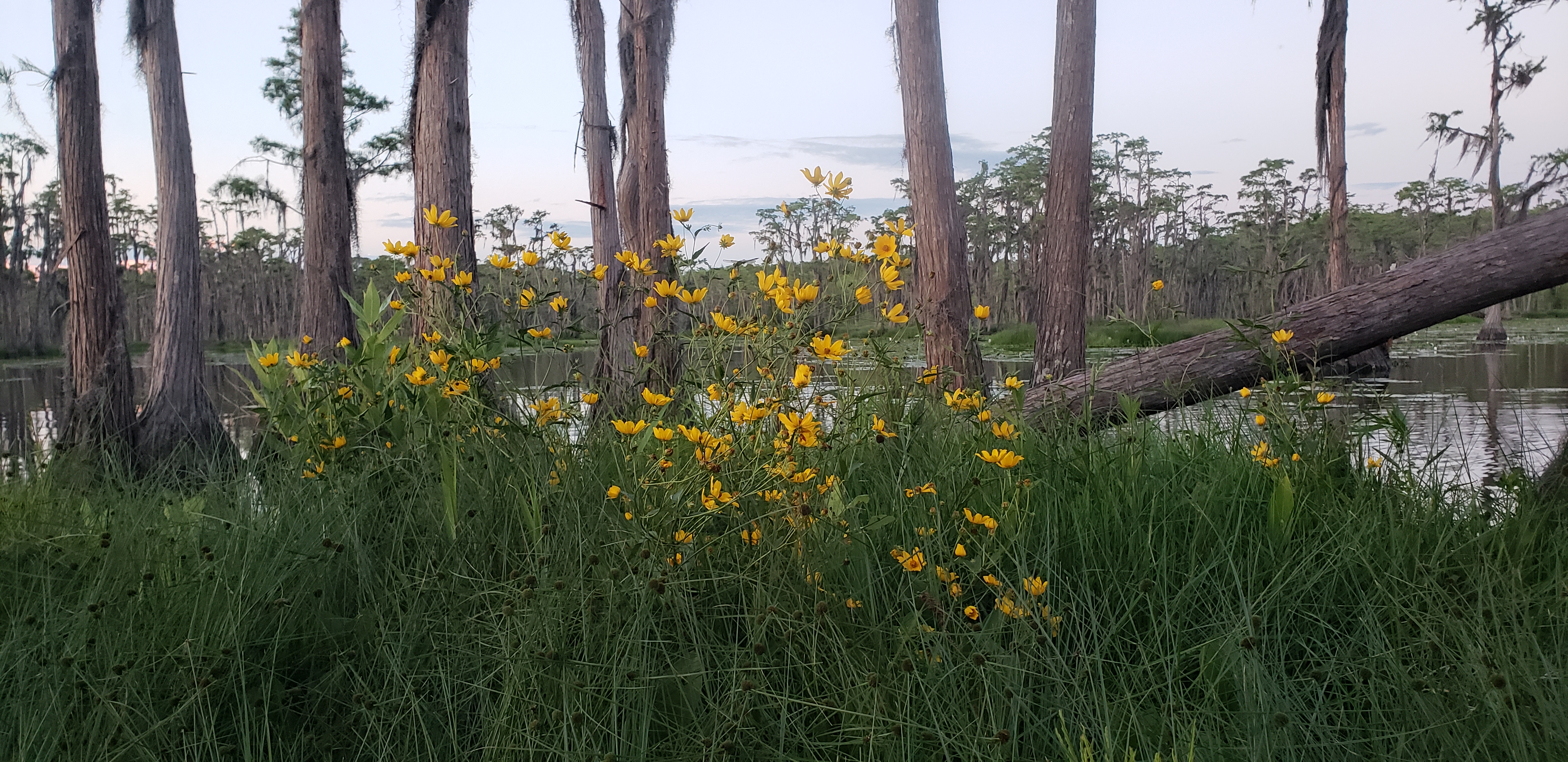 Marsh Tickseed, Bidens trichosperma --Janet Martin