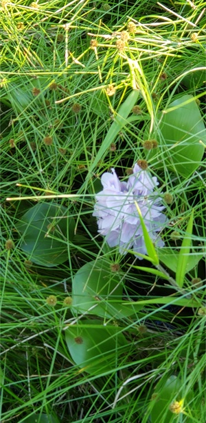 [A different flower --Janet Martin]