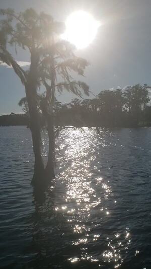 [Movie: Sun behind cypress (5.6M) --Janet Martin]