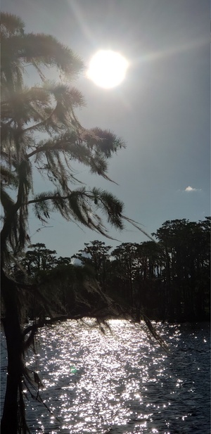 [Sunlit cypress --Janet Martin]