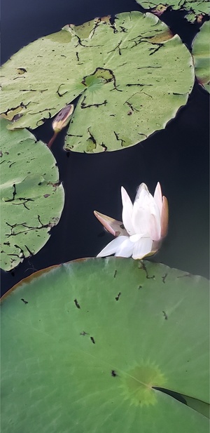 [American white waterlily --Janet Martin]