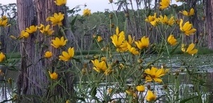 [Closeup Marsh Tickseed --Janet Martin]