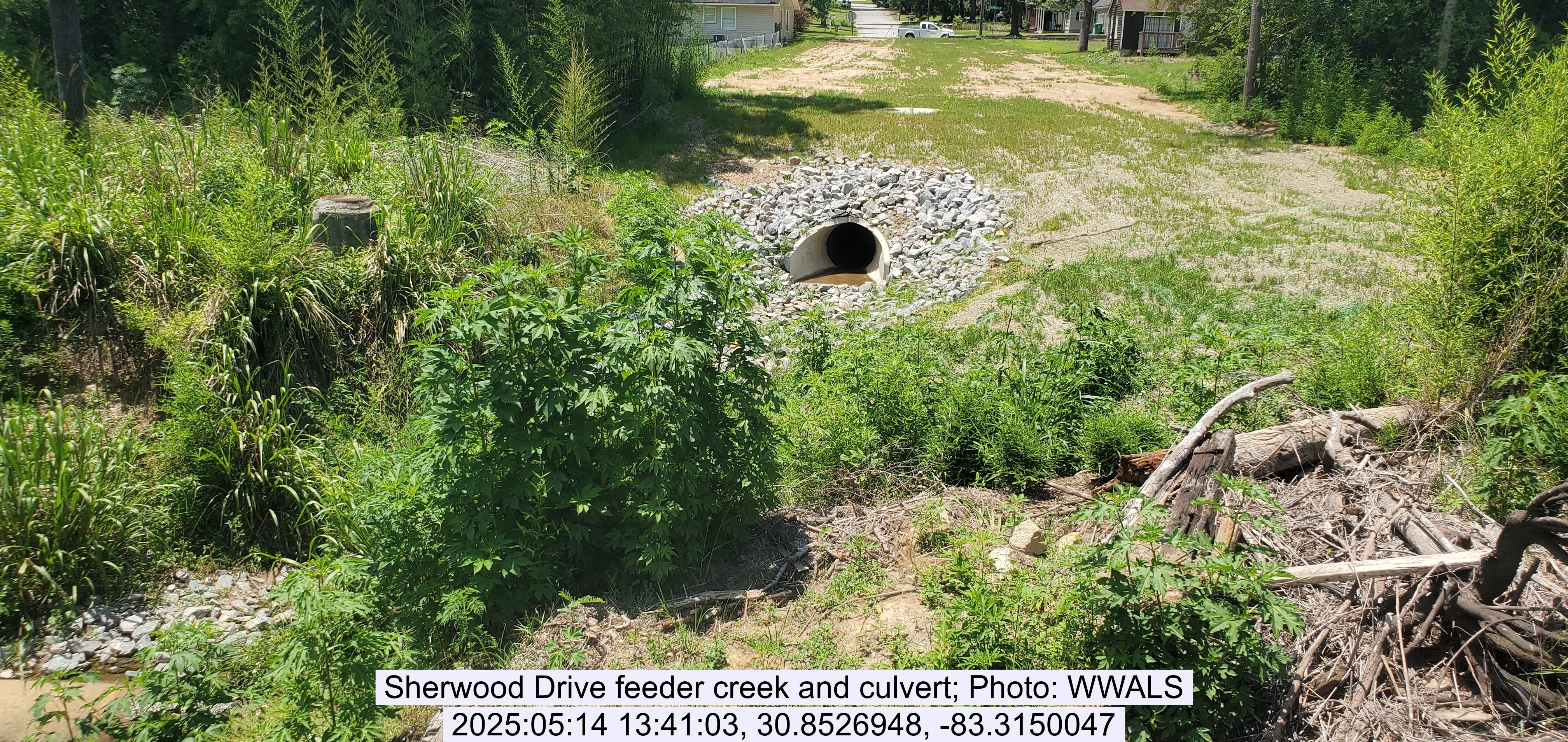 Sherwood Drive feeder creek and culvert, 2025:05:14 13:41:03, 30.8526948, -83.3150047