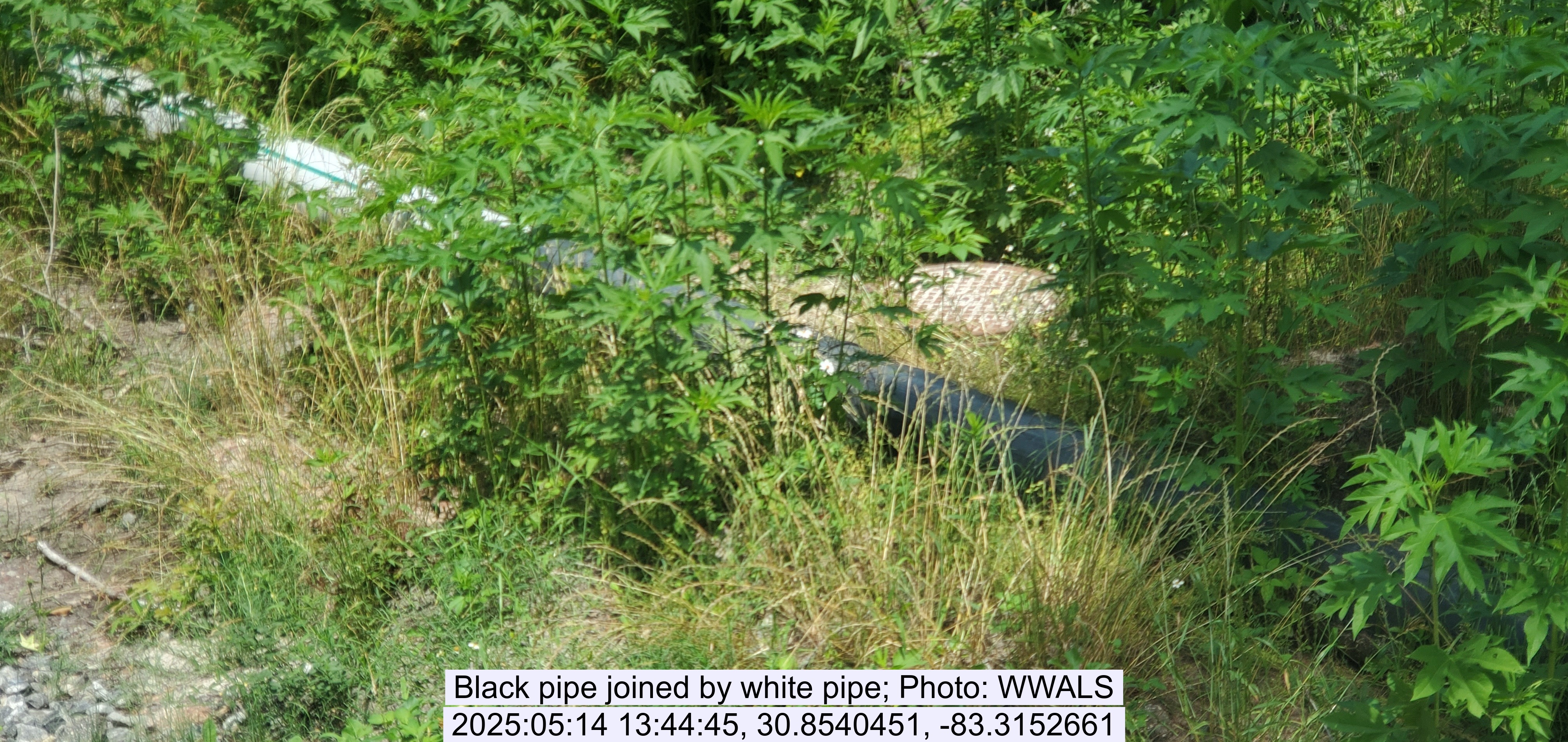 Black pipe joined by white pipe, 2025:05:14 13:44:45, 30.8540451, -83.3152661
