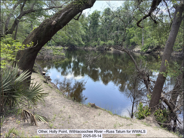 Other, Holly Point, Withlacoochee River --Russ Tatum for WWALS, 2025-05-14