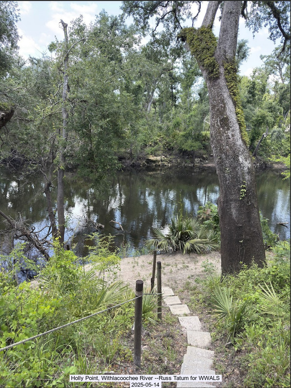 [Holly Point, Withlacoochee River --Russ Tatum for WWALS, 2025-05-14]
