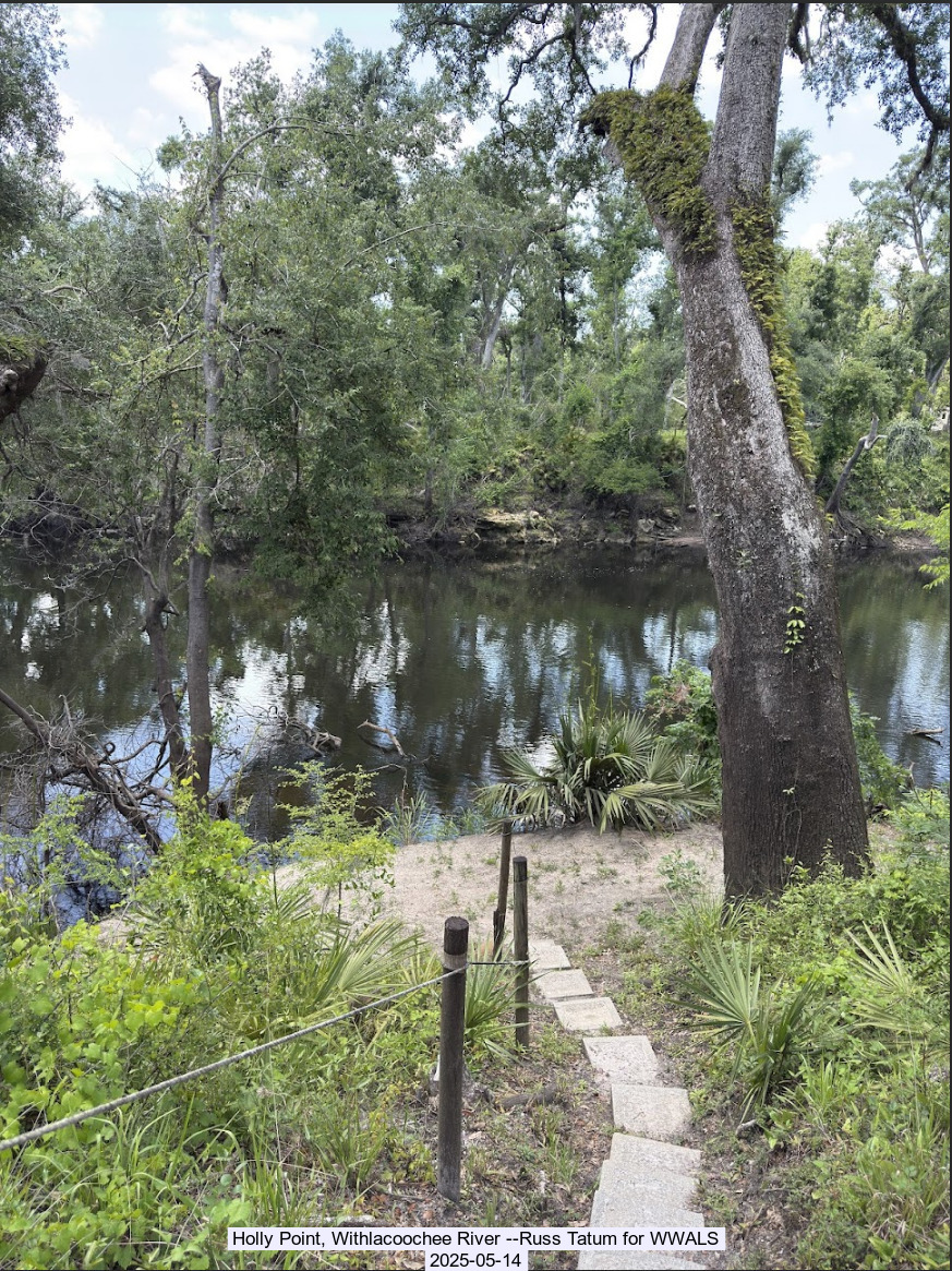 Holly Point, Withlacoochee River --Russ Tatum for WWALS, 2025-05-14
