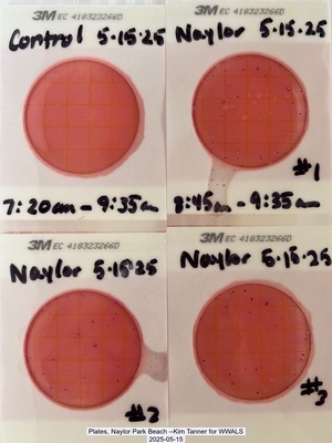 [Plates, Naylor Park Beach --Kim Tanner for WWALS, 2025-05-15]