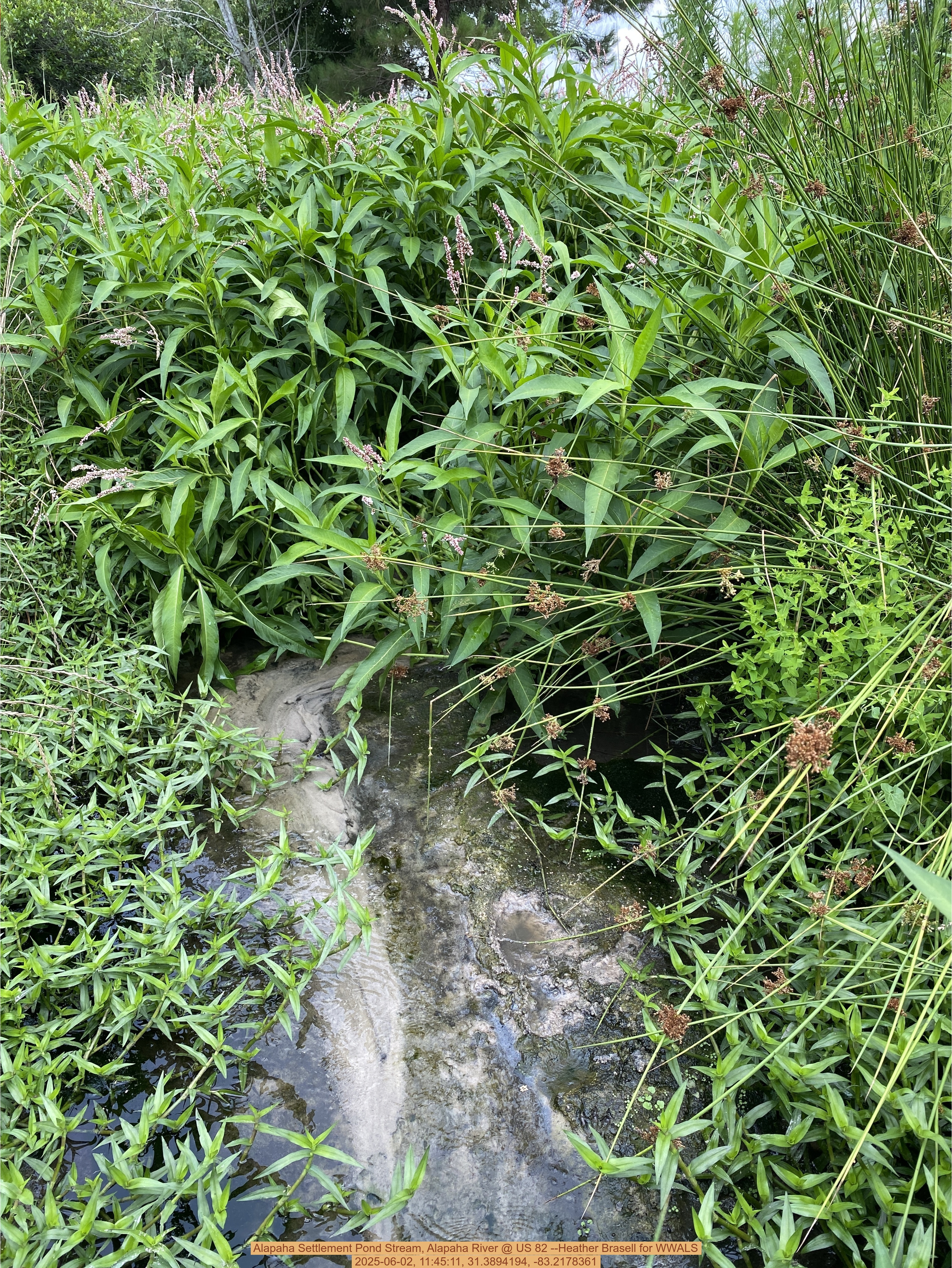 Alapaha Settlement Pond Stream, Alapaha River @ US 82 --Heather Brasell for WWALS, 2025-06-02, 11:45:11, 31.3894194, -83.2178361