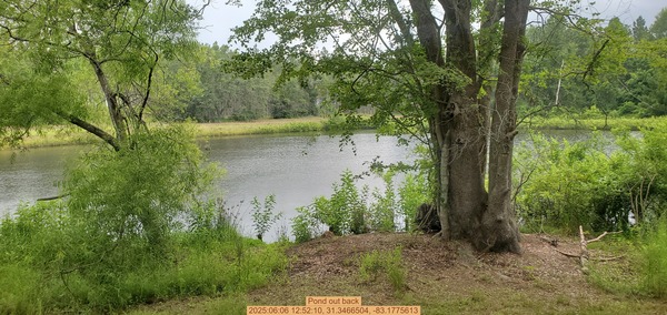 [Pond out back, 2025:06:06 12:52:10, 31.3466504, -83.1775613]