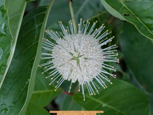 [Buttonbush, Cephalanthus occidentalis --Janet Martin for WWALS, 2025:06:11 20:10:14, 31.0348306, -83.0968306]