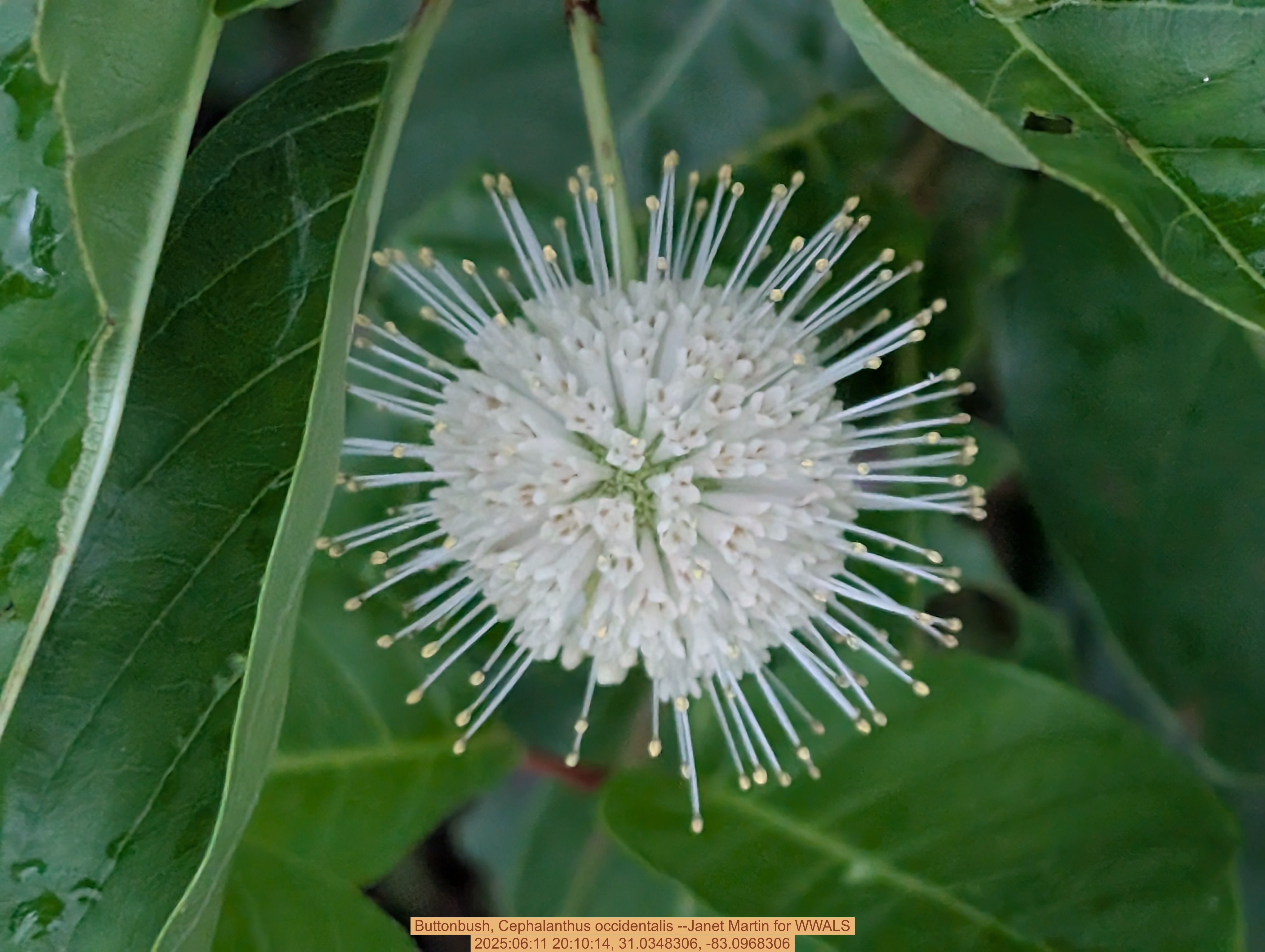 Buttonbush, Cephalanthus occidentalis --Janet Martin for WWALS, 2025:06:11 20:10:14, 31.0348306, -83.0968306