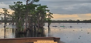 [Into the cypress --jsq for WWALS, 2025:06:11 20:07:34, 31.0346013, -83.0974836]