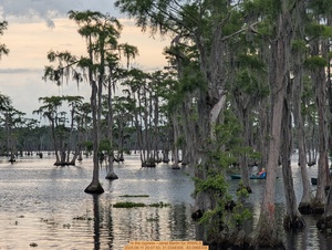 [In the cypress --Janet Martin for WWALS, 2025:06:11 20:07:53, 31.0348306, -83.0968306]