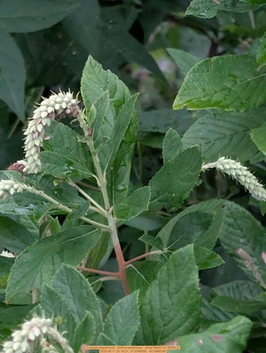 [Coastal pepperbush, Clethra tomentosa --Janet Martin for WWALS, 2025:06:11 20:10:21, 31.0348306, -83.0968306]