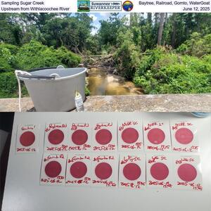 [Sampling Sugar Creek, Baytree, Railroad, Gornto, WaterGoat, Upstream from Withlacoochee River, June 12, 2025]