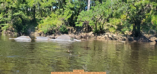 Turtle again, 2025:06:21 11:06:33, 30.4959966, -83.2414220 --jsq for WWALS