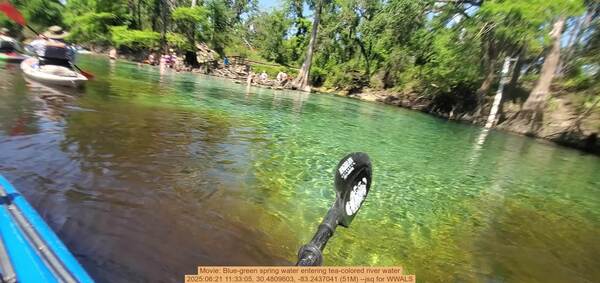 [Movie: Blue-green spring water entering tea-colored river water, 2025:06:21 11:33:05, 30.4809603, -83.2437041 (51M) --jsq for WWALS]