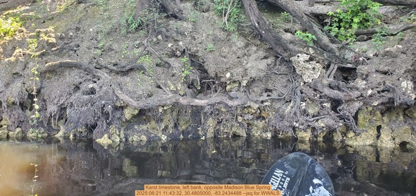 [Karst limestone, left bank, opposite Madison Blue Spring, 2025:06:21 11:43:32, 30.4805000, -83.2434488 --jsq for WWALS]