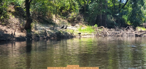 Four buzzards, 2025:06:21 13:36:47, 30.4547491, -83.2201217 --jsq for WWALS