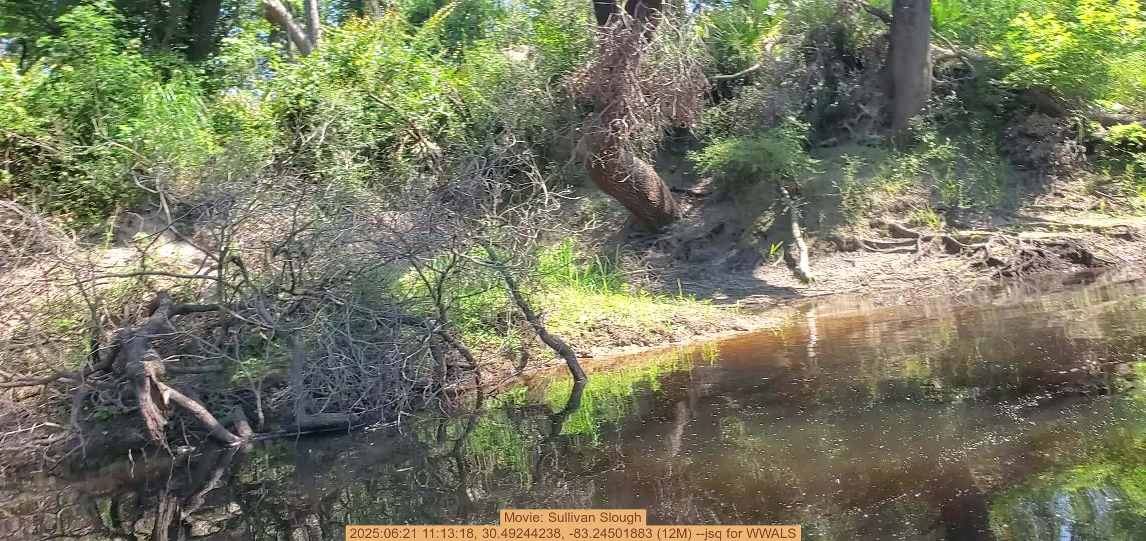 Movie: Sullivan Slough, 2025:06:21 11:13:18, 30.49244238, -83.24501883 (12M) --jsq for WWALS