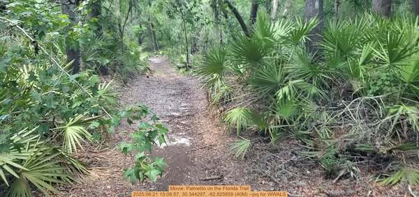 [Movie: Palmetto on the Florida Trail, 2025:06:21 15:08:57, 30.344297, -82.825859 (40M) --jsq for WWALS]