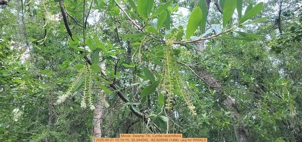 [Movie: Swamp Titi, Cyrilla racemiflora, 2025:06:21 15:10:15, 30.344540, -82.825946 (14M) --jsq for WWALS]