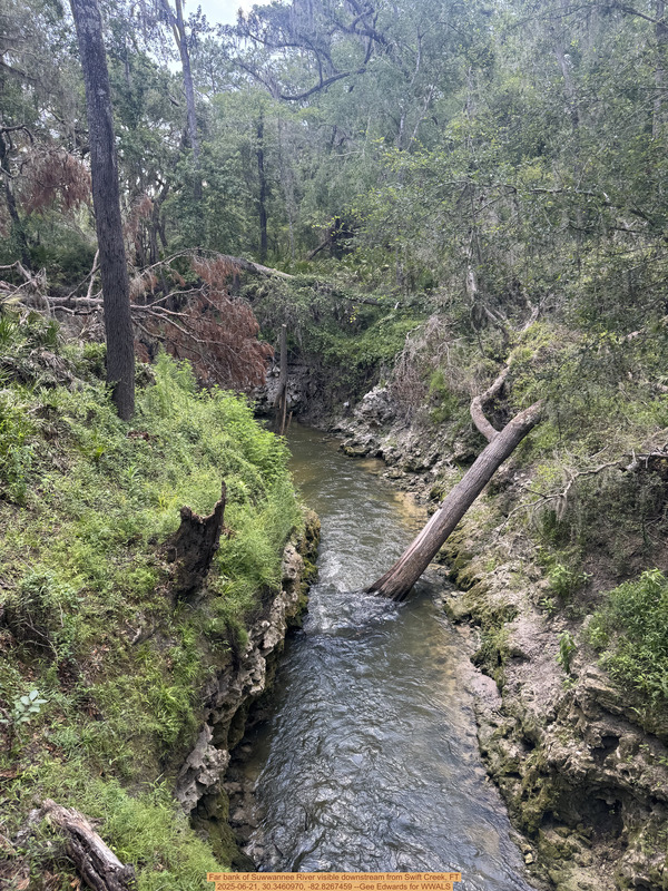 [Far bank of Suwwannee River visible downstream from Swift Creek, FT, 2025-06-21, 30.3460970, -82.8267459 --Gee Edwards for WWALS]