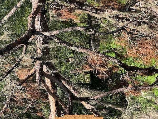 [Pine deadfall and Swift Creek Bridge, 2025-06-21, 30.34575, -82.8271 --Gee Edwards for WWALS]