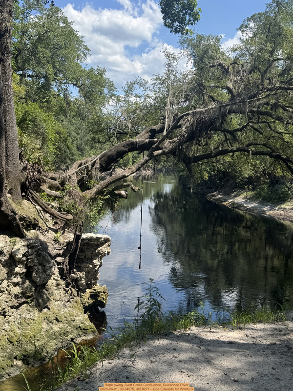 [Rope swing, Swift Creek Confluence, Suwannee River, 2025-06-21, 30.34575, -82.8271 --Gee Edwards for WWALS]