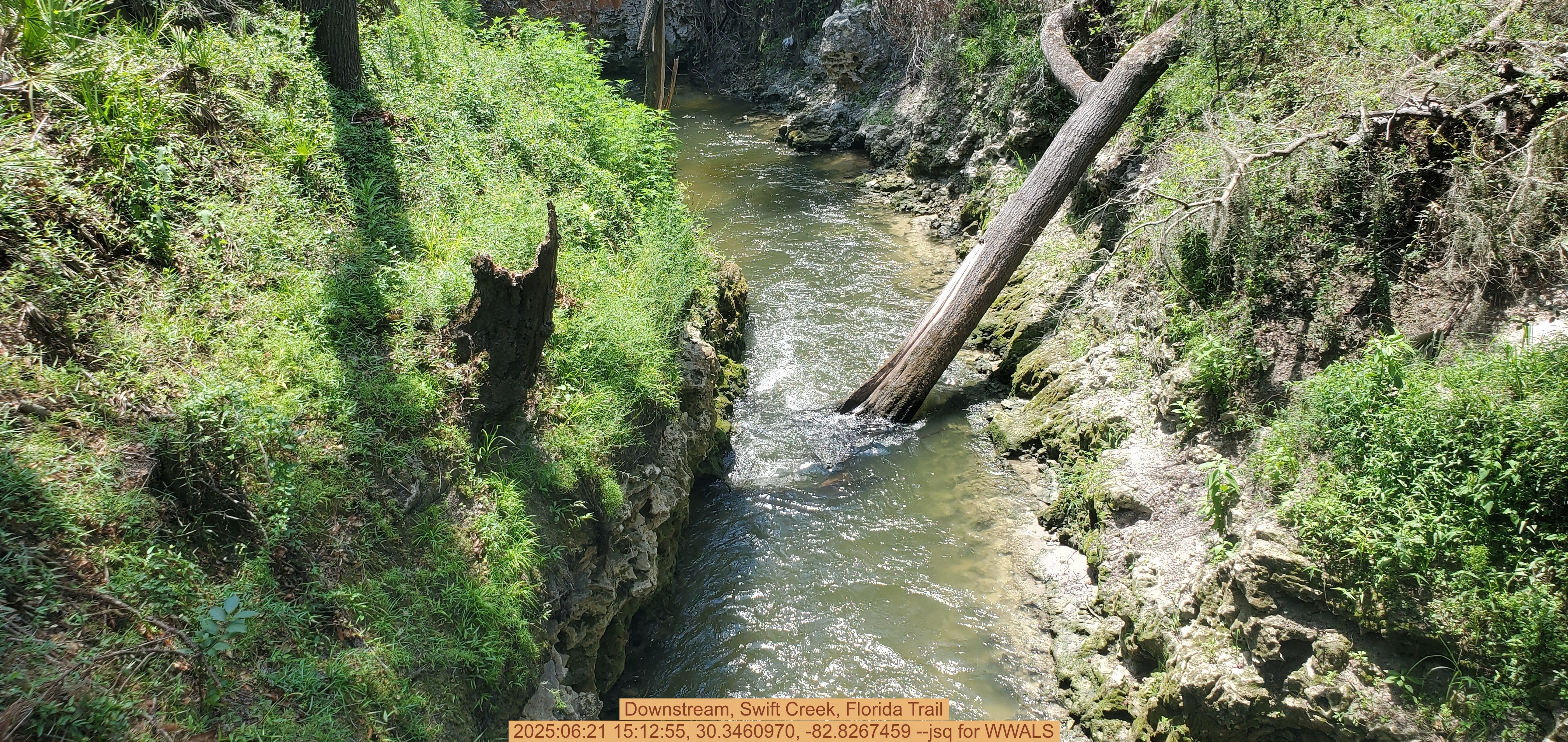Downstream, Swift Creek, Florida Trail, 2025:06:21 15:12:55, 30.3460970, -82.8267459 --jsq for WWALS