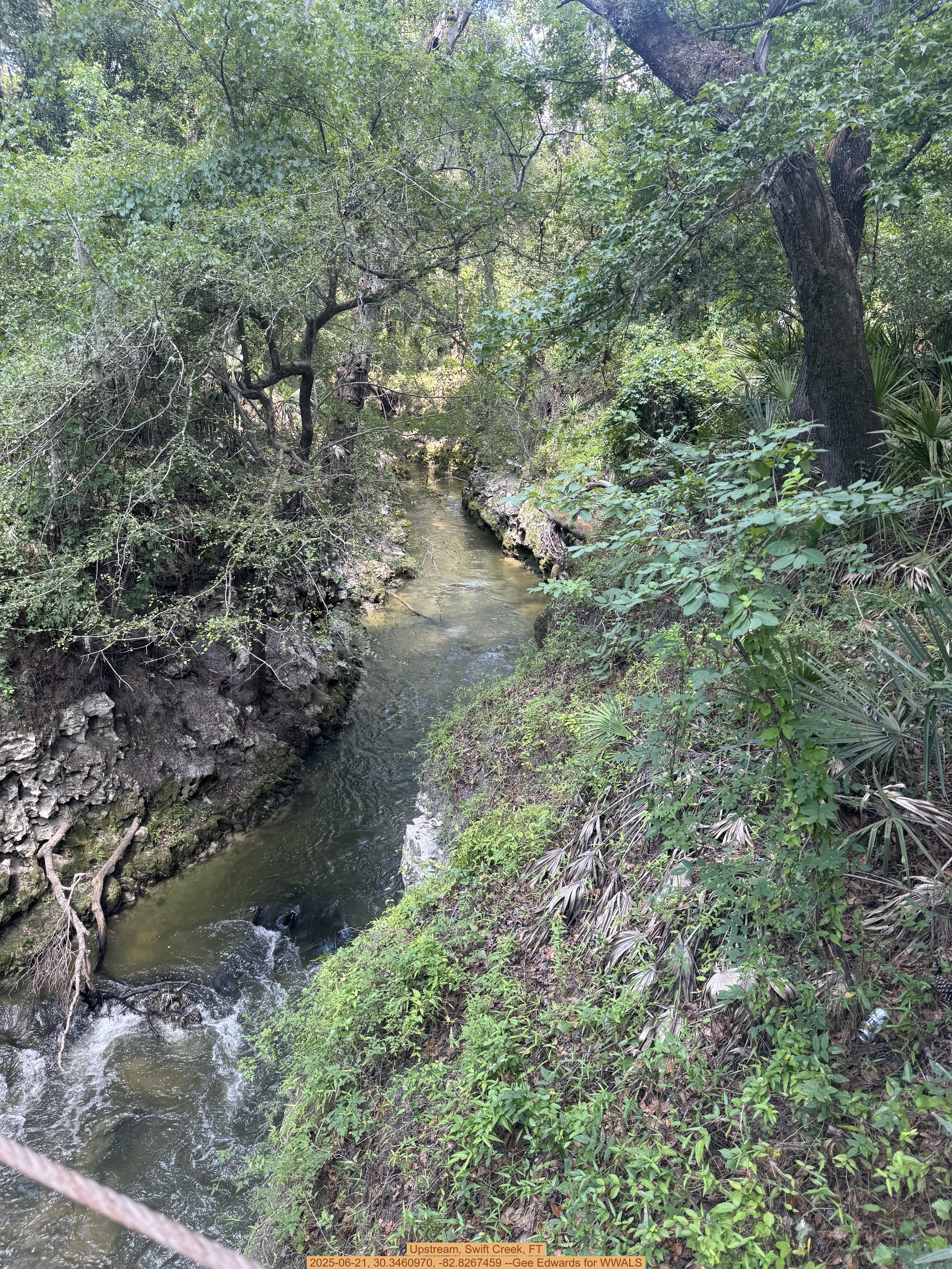Upstream, Swift Creek, FT, 2025-06-21, 30.3460970, -82.8267459 --Gee Edwards for WWALS