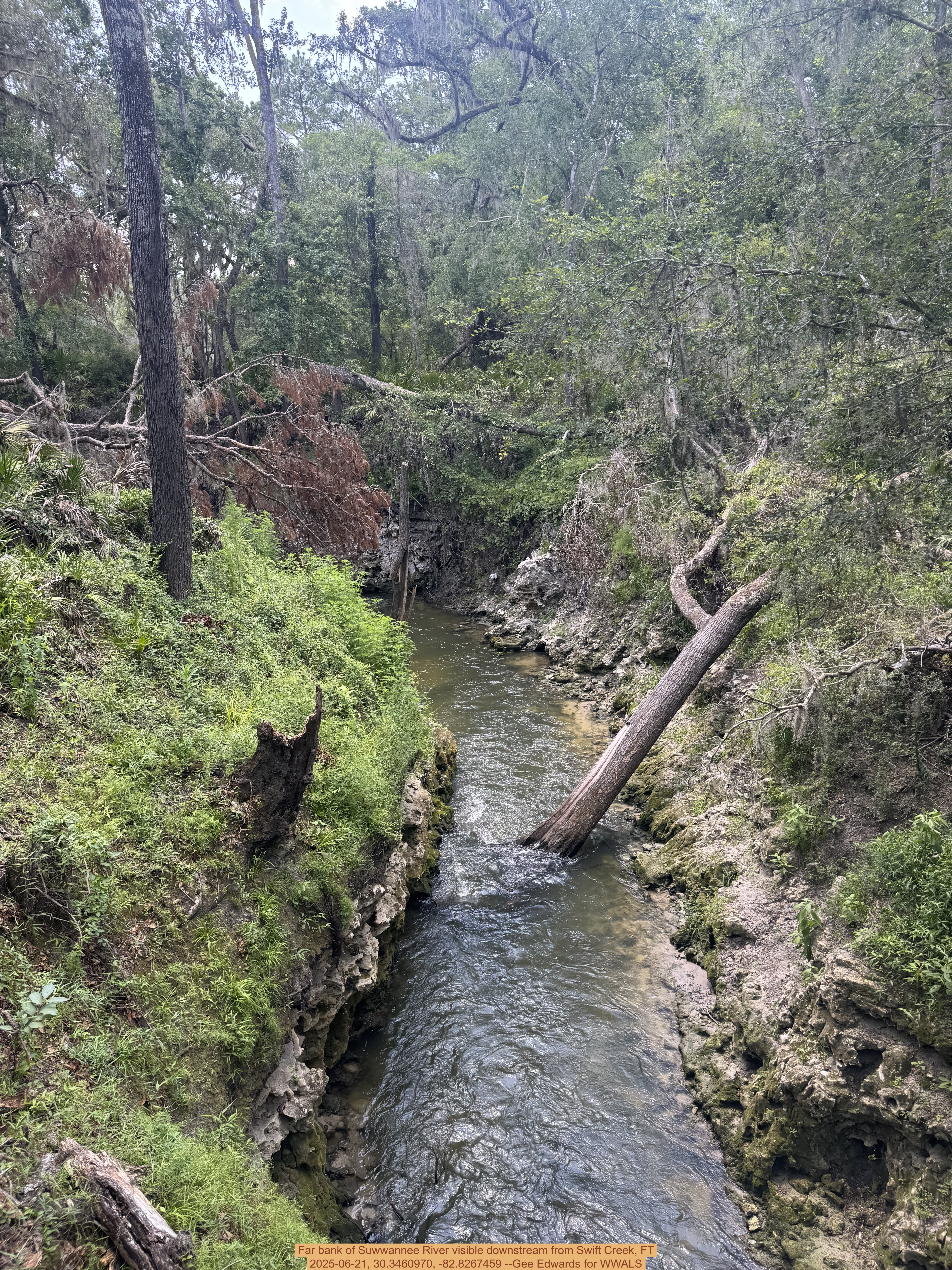 Far bank of Suwwannee River visible downstream from Swift Creek, FT, 2025-06-21, 30.3460970, -82.8267459 --Gee Edwards for WWALS