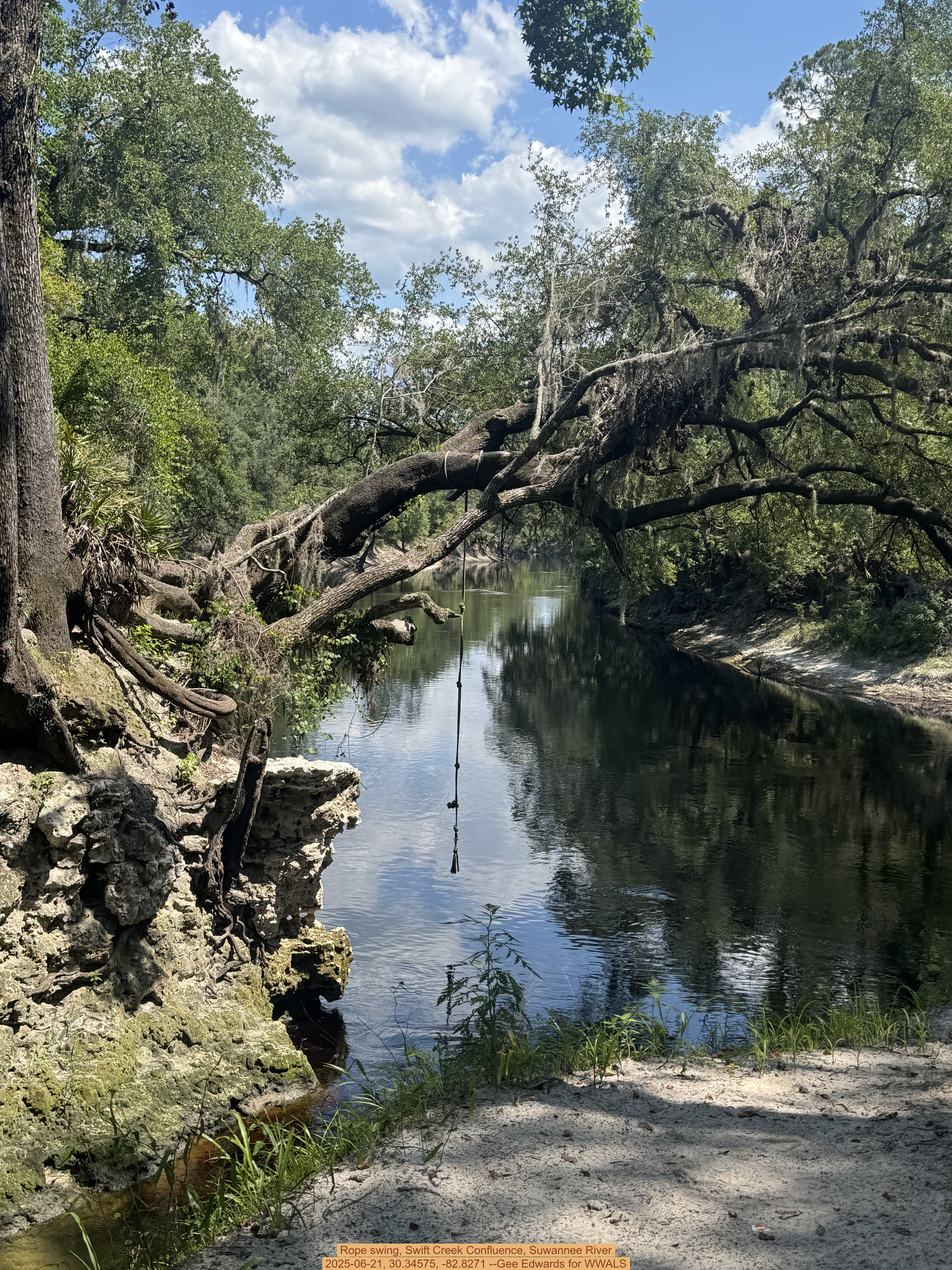 Rope swing, Swift Creek Confluence, Suwannee River, 2025-06-21, 30.34575, -82.8271 --Gee Edwards for WWALS