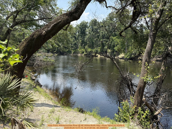[Holly Point, Withlacoochee River @ NE Withla Bluffs Way --Russ Tatum for WWALS, 2025:06:25 13:11:14, 30.4138139, -83.2065972]