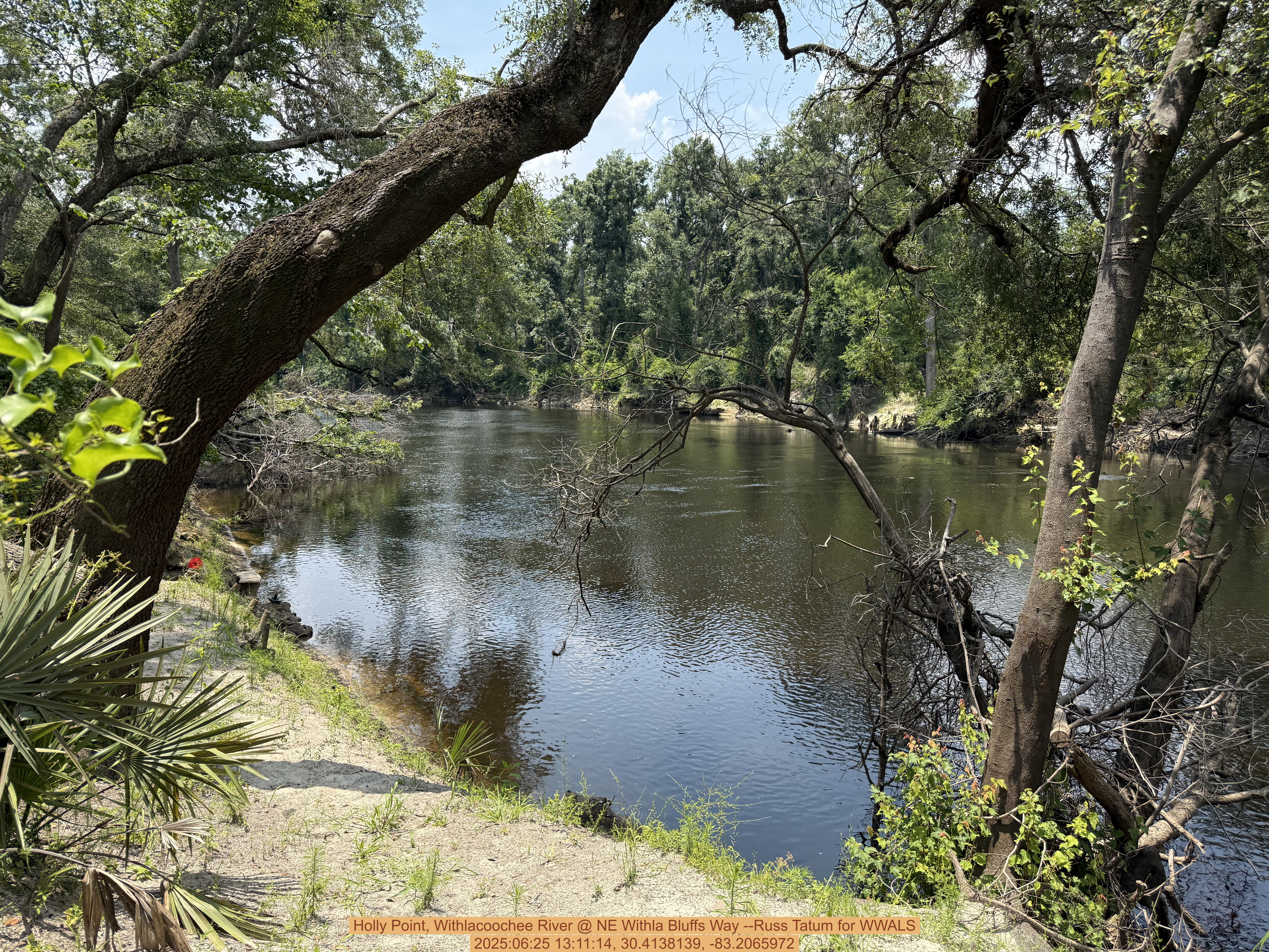 Holly Point, Withlacoochee River @ NE Withla Bluffs Way --Russ Tatum for WWALS, 2025:06:25 13:11:14, 30.4138139, -83.2065972