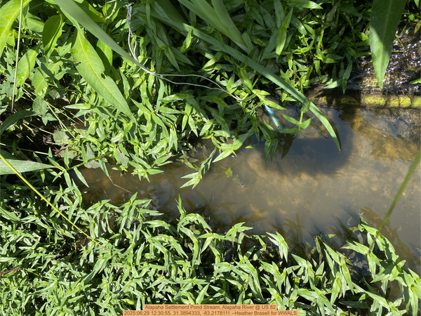 [Alapaha Settlement Pond Stream, Alapaha River @ US 82, 2025:06:29 12:30:55, 31.3894333, -83.2178111 --Heather Brasell for WWALS]