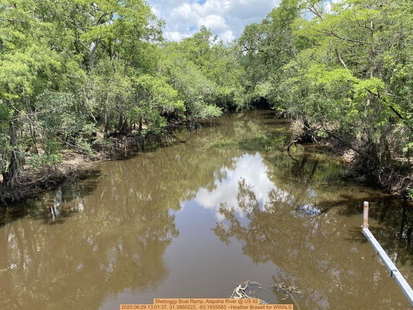 [Sheboggy Boat Ramp, Alapaha River @ US 82, 2025:06:29 13:01:37, 31.3860222, -83.1935583 --Heather Brasell for WWALS]