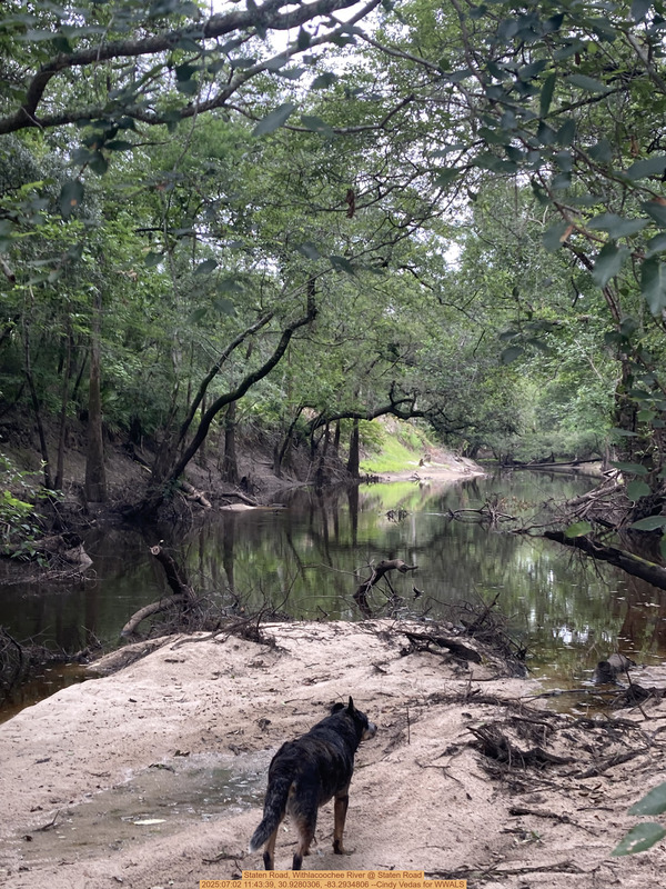 [Staten Road, Withlacoochee River @ Staten Road, 2025:07:02 11:43:39, 30.9280306, -83.2934806 --Cindy Vedas for WWALS]