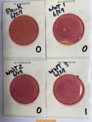 [Plates, Alapaha Settlement Pond Stream, 2025:06:29 --Heather Brasell for WWALS]